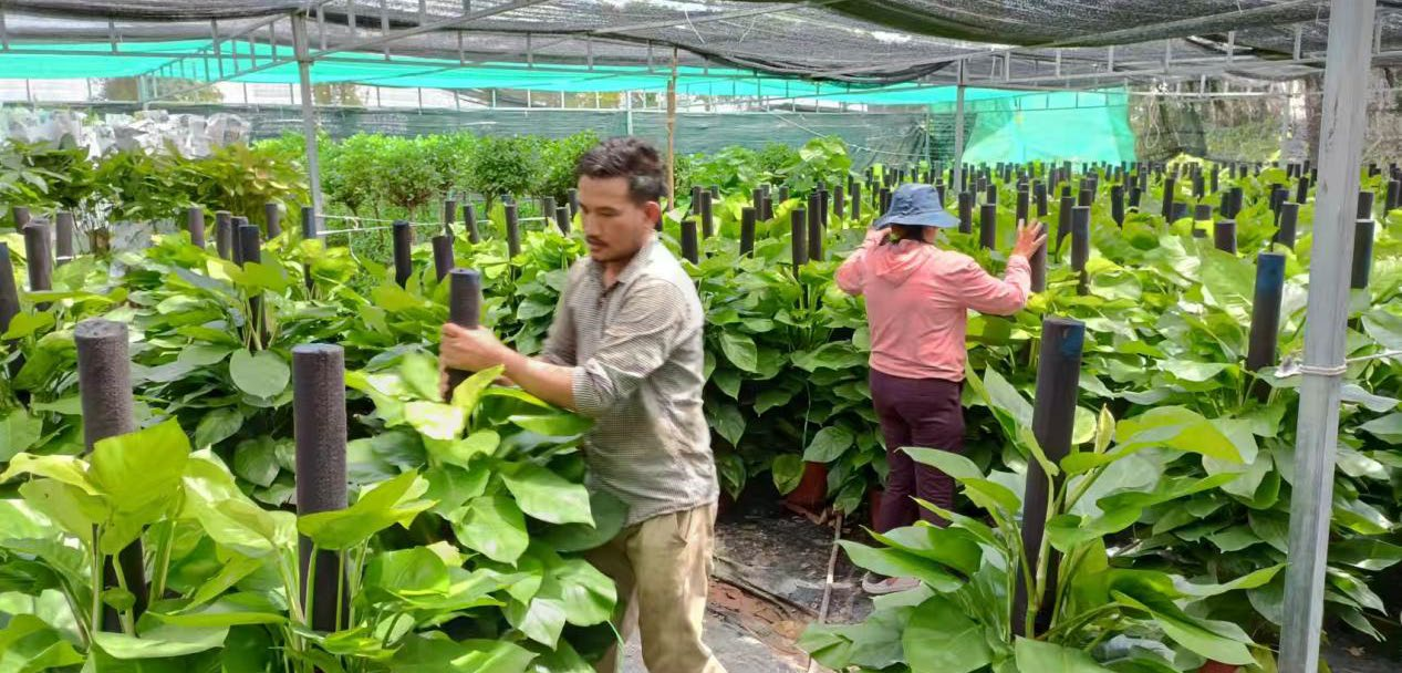 Cambodia cooperation 1